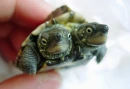 Two-headed turtle