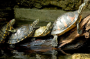 A stack of Turtles