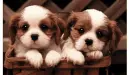 PUPPYs