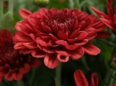 Red Flower