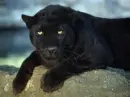 panther
