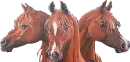 Horses