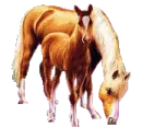 New Horses