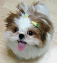 KAWAII
