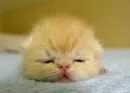 KAWAII