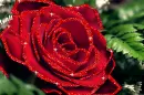 beautiful rose