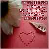 he loves me he loves me not