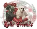 hello friends poodle puppy