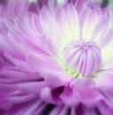 Purple Flower