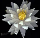Water Lily