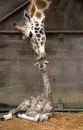 Giraffe Kisses