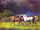Horse Meadow