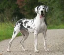 Silly looking great dane!