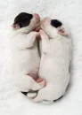 Two dogs