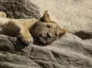 Lion cub