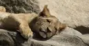  lion cub 