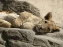 cub 2