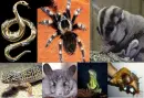 animals