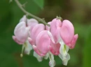 Pink flower