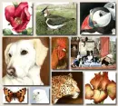 Mix of Animals and flowers
