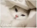 white kitten
