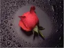 red rose