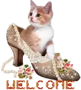 Cat in a shoe