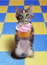 happy birthday kitten
