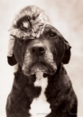 kitten and dog