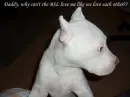 white pit bull