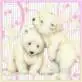 Polar Bears