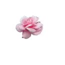 Pink Rose