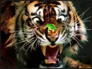 tiger12