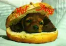 dachshund