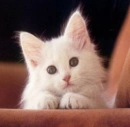 white kitten