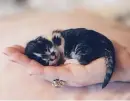 little kitten sleeping 