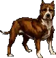 pit bull 