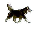 husky