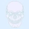 Skull background