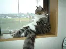 being lazy
