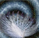 white peacocke