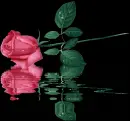 Pink rose
