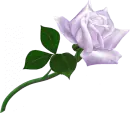 Whypur Rose