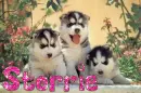 Storrie