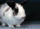 bunny