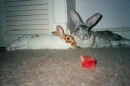 bunny