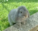 bunny
