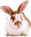 bunny
