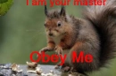 Master Squirrel
