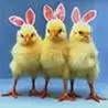 chiks
